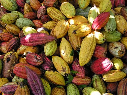 2008_02_cacao_beans