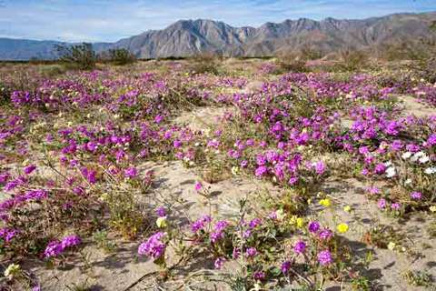 rosemarys-desert-wildflowers-anza borrego-state park-california