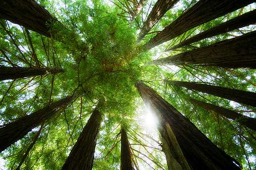Things Are Looking Up! Camping in the Redwoods