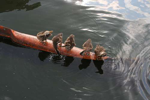 ducks of a feather