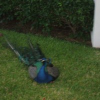 The father of a family of peacocks