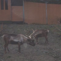 reindeer1 Reindeer games look boring.