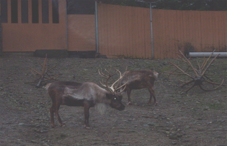 reindeer1 reindeer1