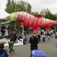 salmon Salmon Days