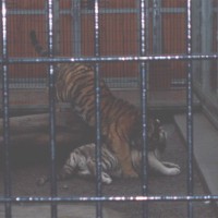 tigers Santa's special kittens at play.