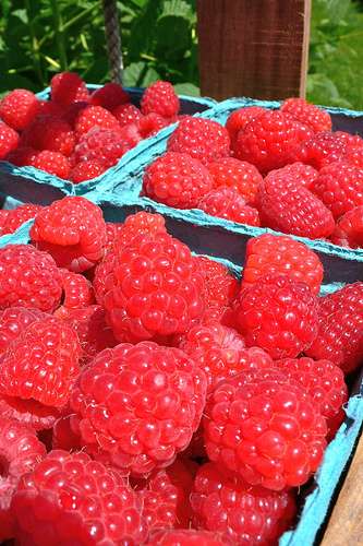 Raspberries from Turkey Hill Farm in Haverhill.