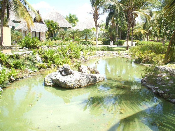 The lush, tropical backdrop of Oasis Canoa Resort
