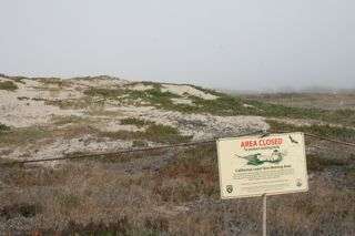 bird nesting dunes
