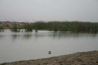 bird lagoon