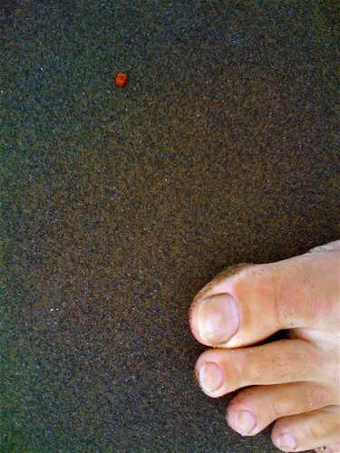 ladybugs