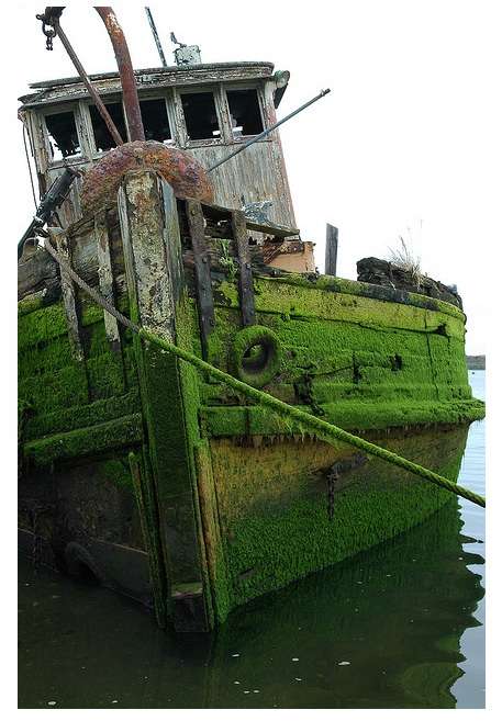 moss-boat