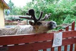 reindeer-santas-village