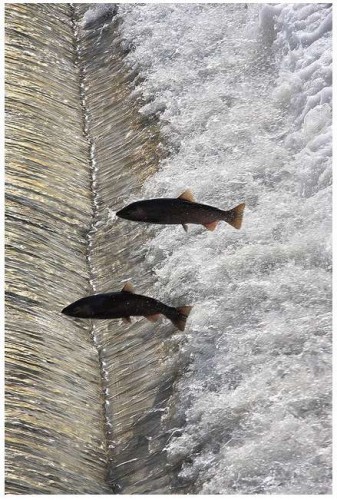 salmon days