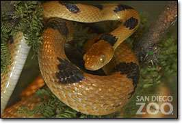 sand diego zoo snake