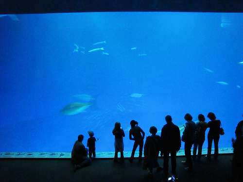 3644403557_fc748fa3af Patrons of the Monterey Bay Aquarium in California.