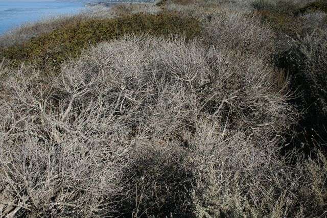 dead bush