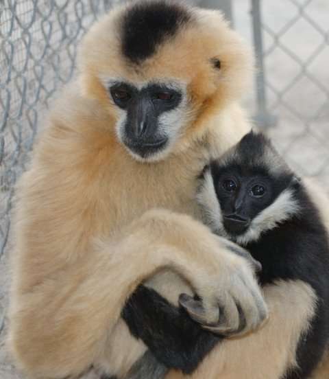 Gibbons