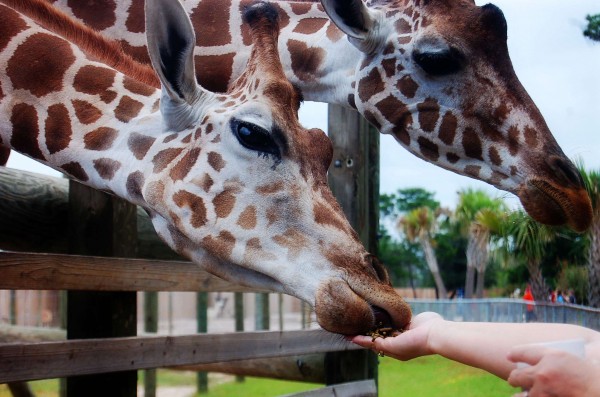 feeding giraffe