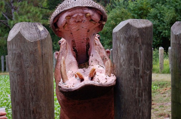 hippo at gulf breeze zoo