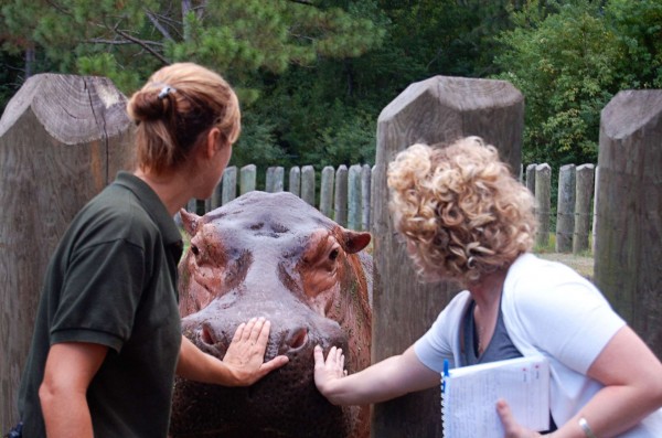 petting hippo at gulf breeze zoo