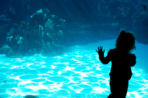 orlando photo contest seaworld photo