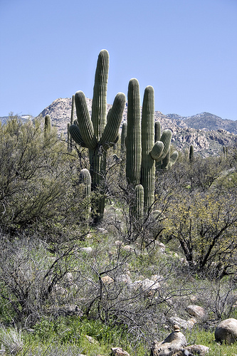 4439437394_e20221e4ea The ubiquitous saguaro cacti of the Arizona desert.