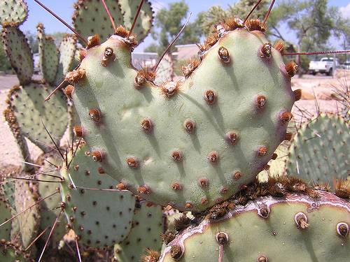 Prickly Pear Cactus