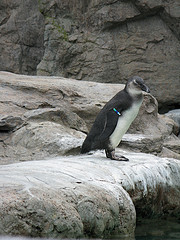 mysticpenguins