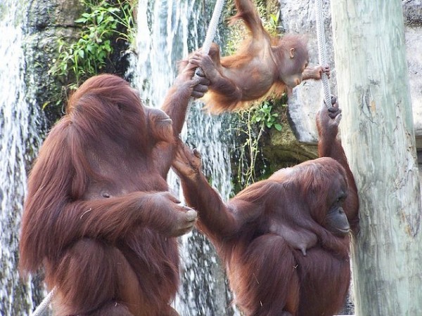 orangutang-family