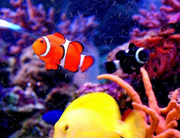 nemo