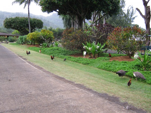 kaua'i 107