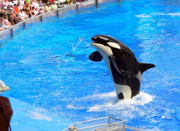 shamu