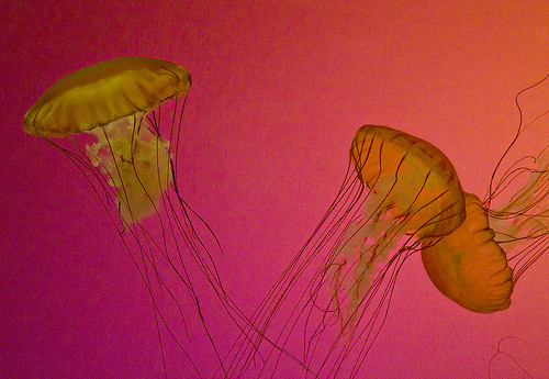 5752933409_db2f84b374 The Jellyfish Exhibit at the Shedd Aquarium.