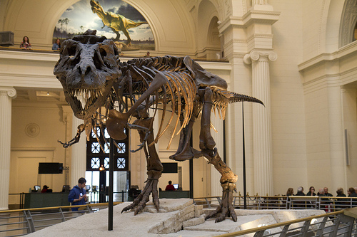 This is Sue, on display at the Field Museum in Chicago.