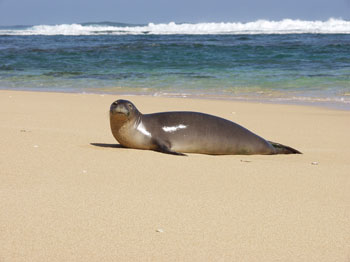 MonkSeal