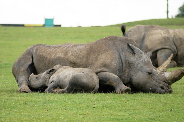 rhinos-white-zoo