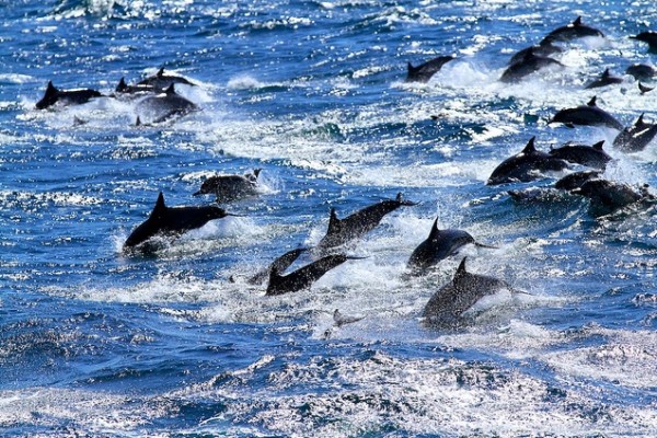dolphins