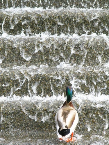 water-duck