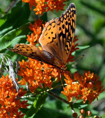 butterfly-orange
