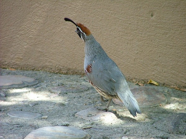 Quail at the Arizona-Sonora Desert Museum