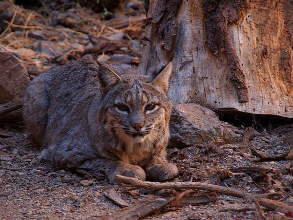Bobcat at the Arizona-Sonora Desert Museum