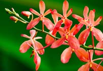orchid_hawaii