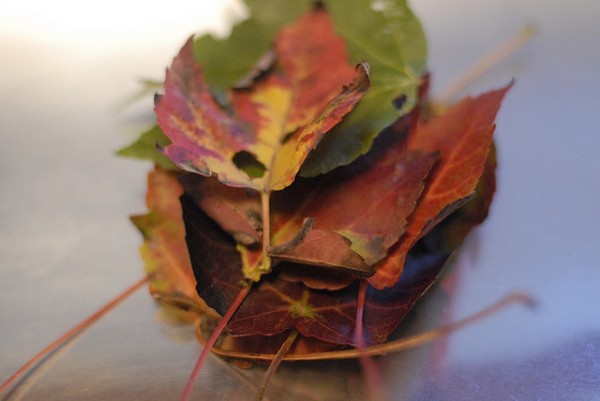 fall-leaves-autumn