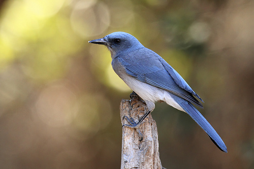 A Mexican Jay spotted in Madera Canyon.