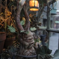 The Dogweed and Deathcap storefront in Hogsmeade at Universal Orlando ResortÕs The Wizarding World of Harry Potter is home to many exotic plants and flowers, including the potted Mandrake.