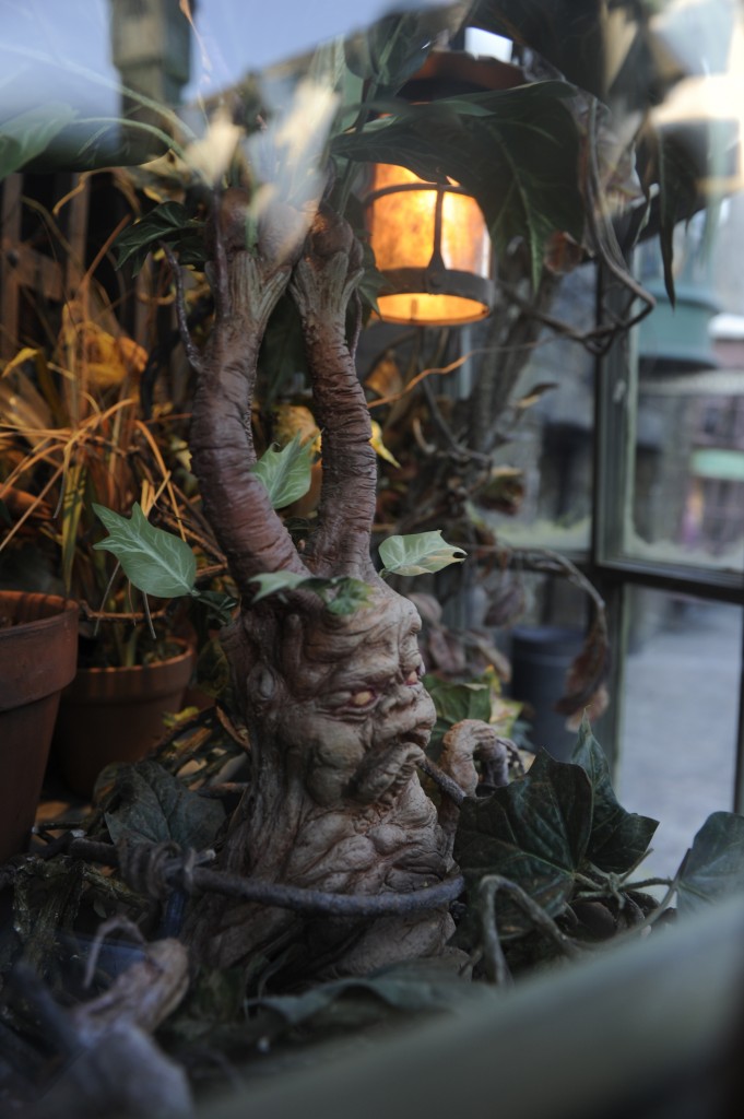 The Dogweed and Deathcap storefront in Hogsmeade at Universal Orlando ResortÕs The Wizarding World of Harry Potter is home to many exotic plants and flowers, including the potted Mandrake.