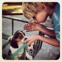 puppy-boy